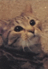ezgif-5-76263c867b.gif
