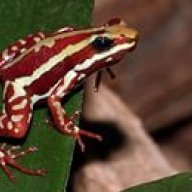 EliteFrog