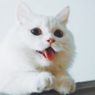 Костя Кошак