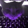 PekarMeow