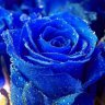 rosa5