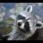 Raccoonstock