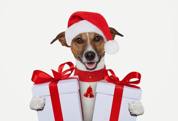Dog-Christmas-gift-wallpapers132014_grande-1.jpg